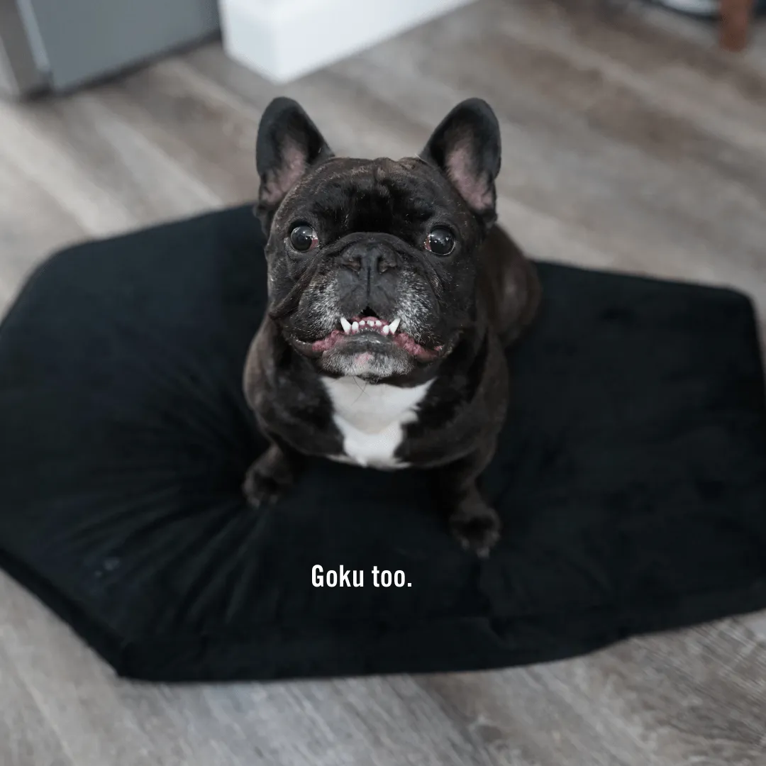 Critter Coffin - Coffin Shaped Memory Foam Pet Bed for Dogs & Cats